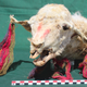 Una de las llamas encontradas en Tambo Viejo.